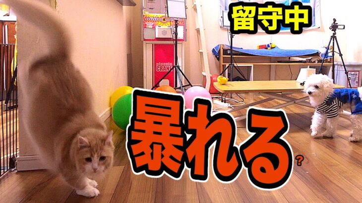 留守中に犬と猫何してるか!?3【隠し撮り】　　PDS