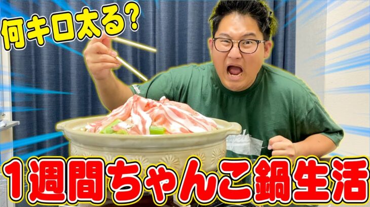 【力士の生活】1週間”ちゃんこ鍋”食べ続けて体重100キロ目指します。