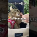 愛猫と散歩　#ろんめる