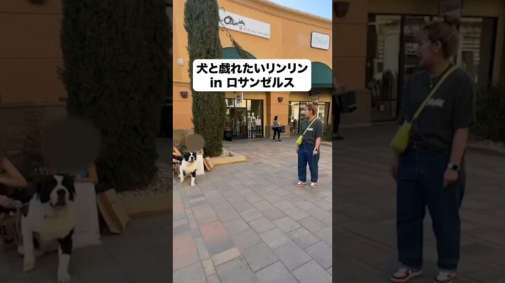 アメリカンサイズの犬と戯れたいリンリンオブジョイトイ　#平成フラミンゴ