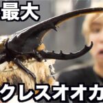 核シェルターでヘラクレスオオカブト飼うことにしました！