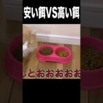 安い餌VS高い餌どっちに飛びつくか検証！！【猫】　　PDS　#shorts