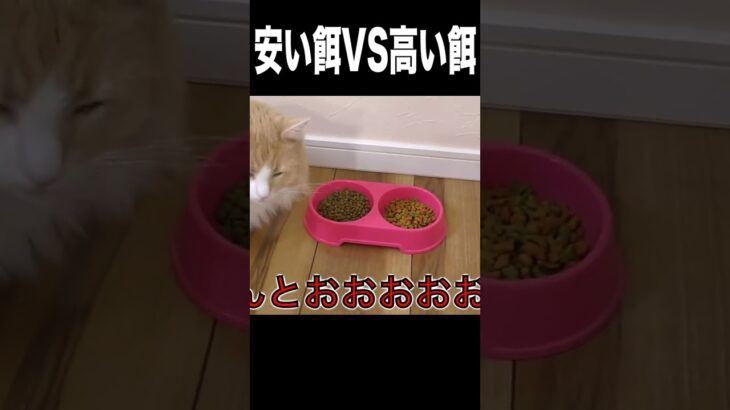 安い餌VS高い餌どっちに飛びつくか検証！！【猫】　　PDS　#shorts