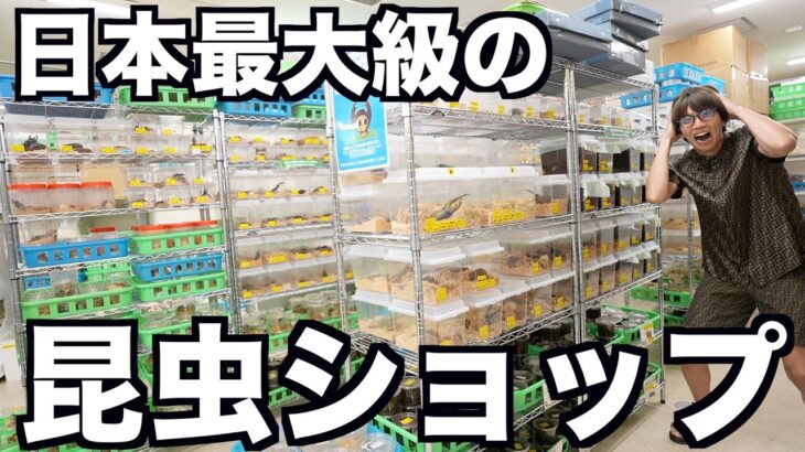 日本最大級の昆虫ショップ行ったらヤバいカブトムシが売ってたwwwww