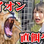 【恐怖】日本一危険な動物園でライオンに直で餌をあげたら大変なことに…！そしてカートで本気の走り！/ノースサファリサッポロ・モーターランド【北海道Vlog】