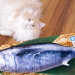 特大マグロに興奮する猫　ฅ^•ω•^ฅ　PDS