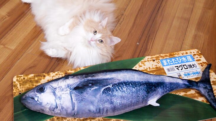 特大マグロに興奮する猫　ฅ^•ω•^ฅ　PDS