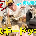 【ドッキリ】潔癖症の兄が帰宅したら家に大量のハスキー居るドッキリがギリハッピーwwwwww