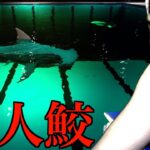 【※マジ怖】襲ってくるサメがいるプールを泳ぎきらないといけないホラゲーに挑むサワヤン。