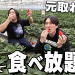 【検証】高級いちご狩り食べ放題で元取れるまで食べたら過去一お得だったwww